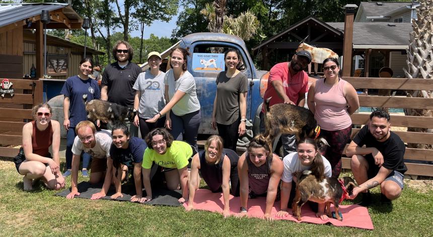 Trainees at a goat yoga team building event