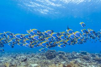 cellular-clocks-school-of-fish