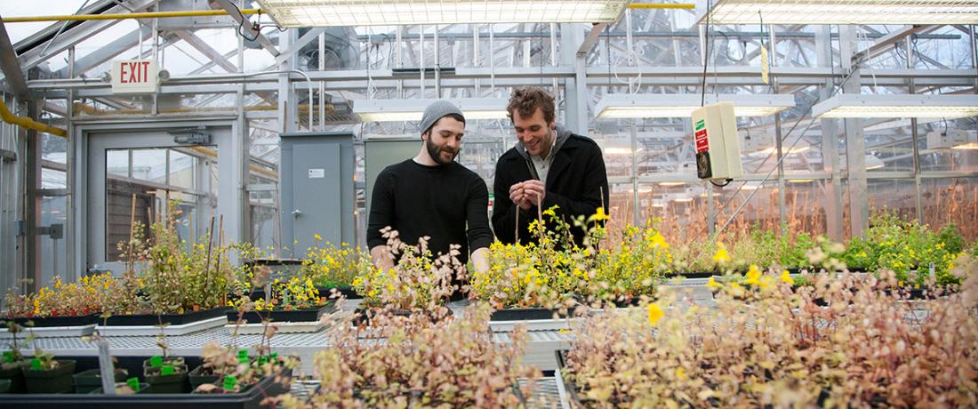 A graduate and an undergraduate male student in one of the department's greenhouses